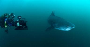 Sharkwise