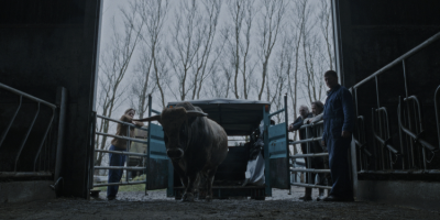The Bull