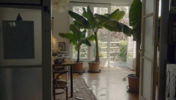 The Silence of The Banana Trees
