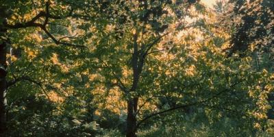 The Silence of The Banana Trees