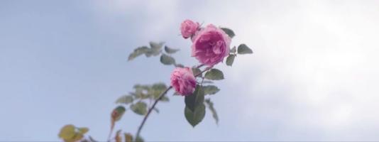 Les Vivant·es